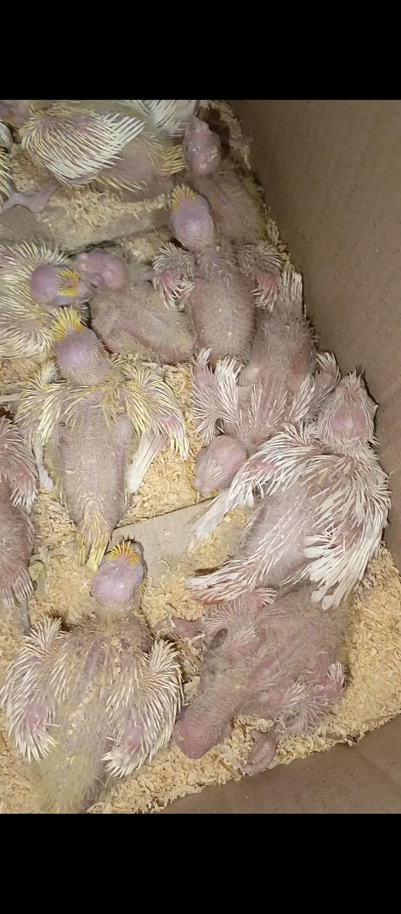 cocktails chick available for sale cream and Eno red eyes — photo 2