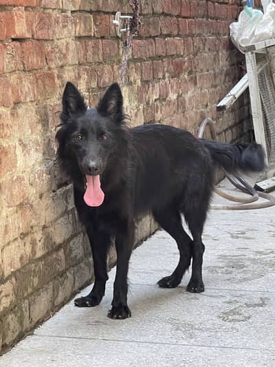 Black German shephard long Coat Female for sale