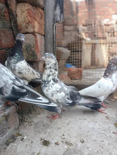other pigeon 9 piece