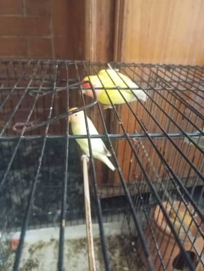 urgent sale sare 1 sat Lene wala rbta kro 1 pair breder 3 patty hain