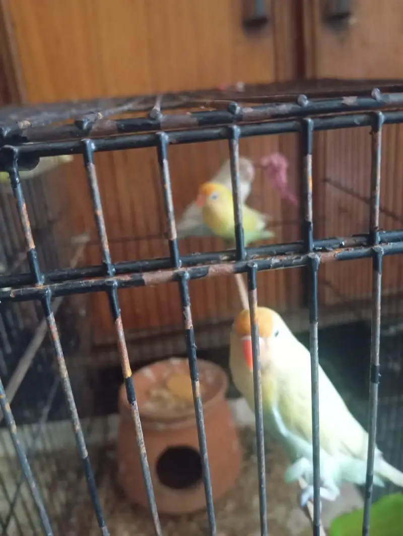 urgent sale sare 1 sat Lene wala rbta kro 1 pair breder 3 patty hain — photo 2