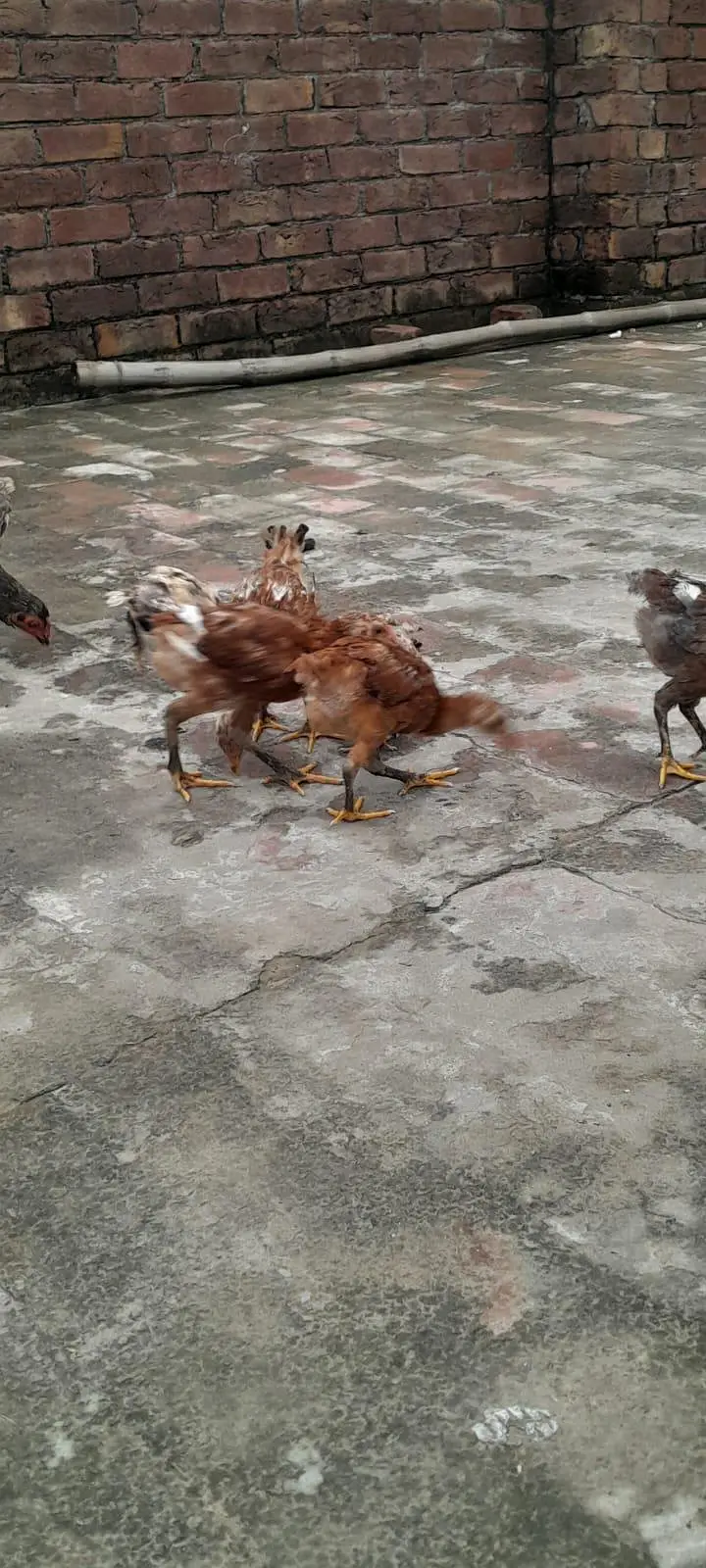 love birds — photo 9