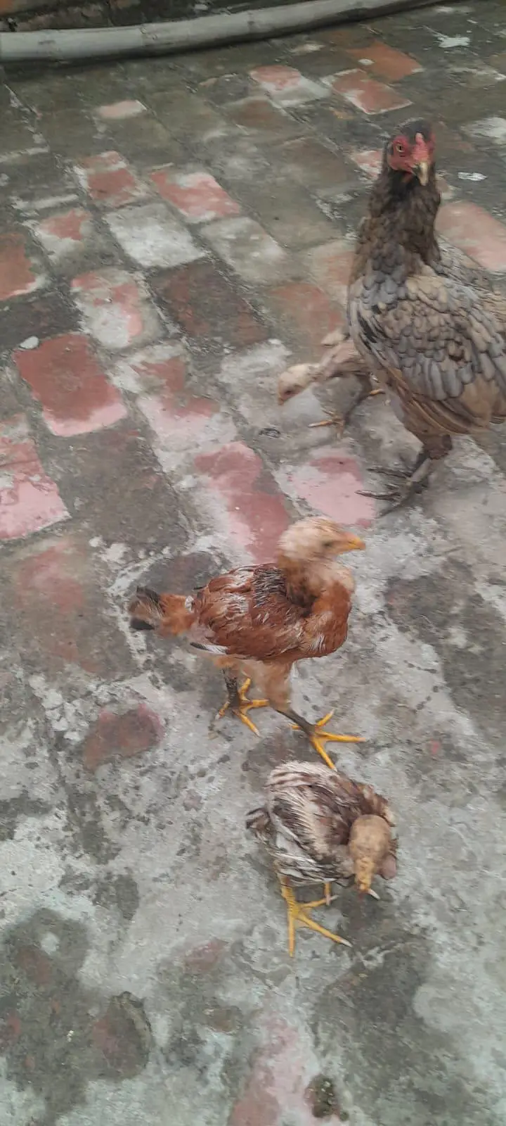 love birds — photo 10