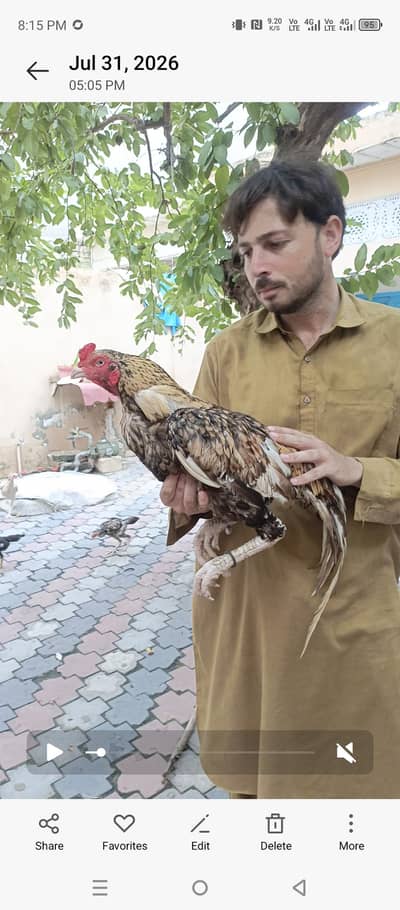 mianwali aseel for sale