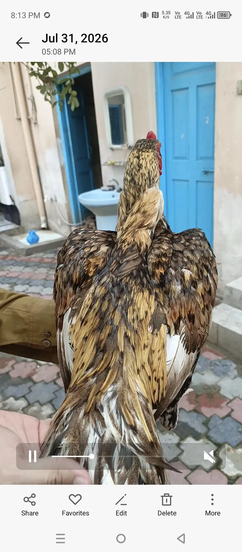 mianwali aseel for sale — photo 2