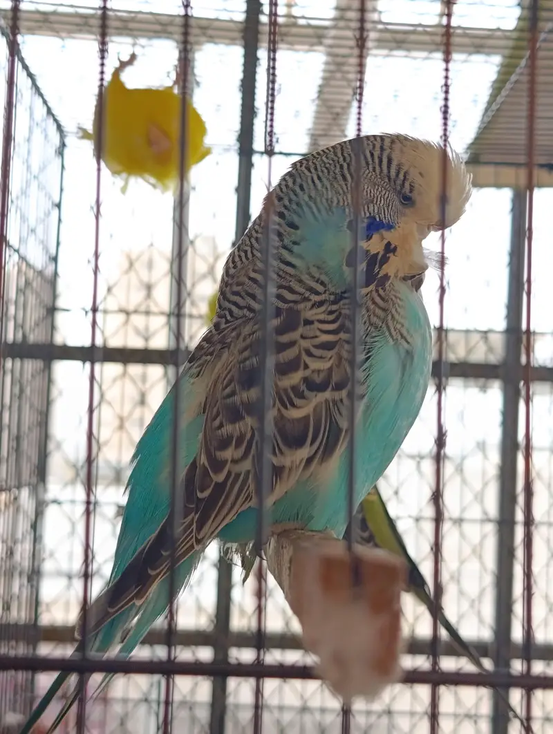 Exhibition Budgie, BF/BW Budgie, Cocktail — photo 2
