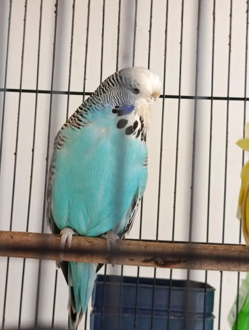 Exhibition Budgie, BF/BW Budgie, Cocktail — photo 5