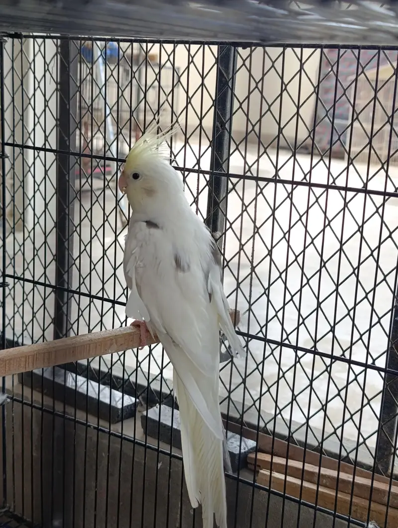 Exhibition Budgie, BF/BW Budgie, Cocktail — photo 10