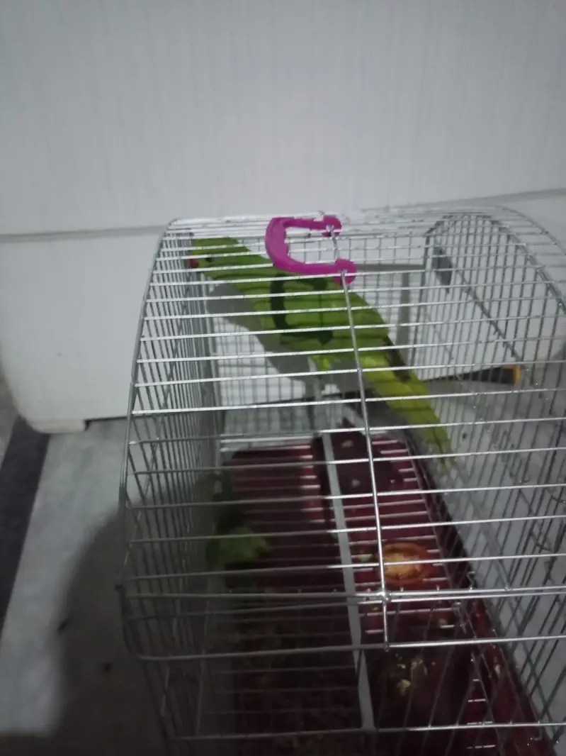 03101878130 green parrot healthy and active — photo 5