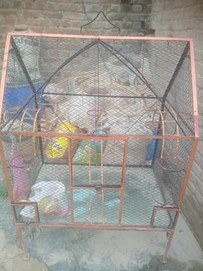 birds cage