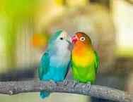 love bird for sale