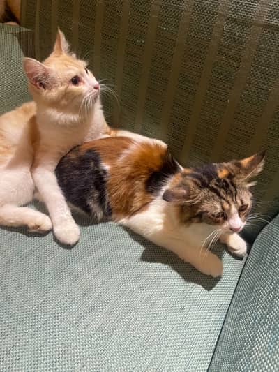 Persian pair