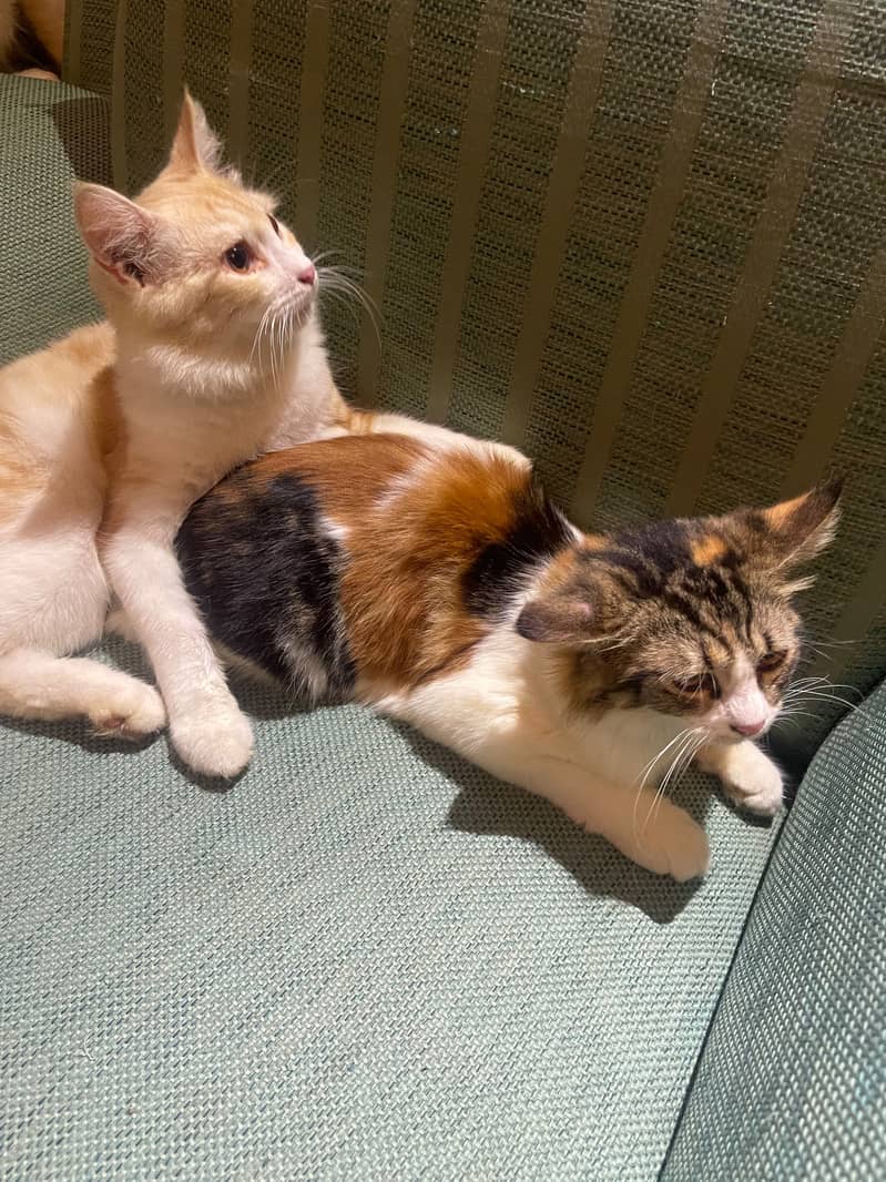 Persian pair 0