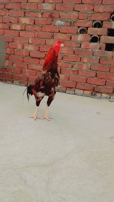 jisko Aseel murga chahie bus vahi Rabta Karen iski video bhi available