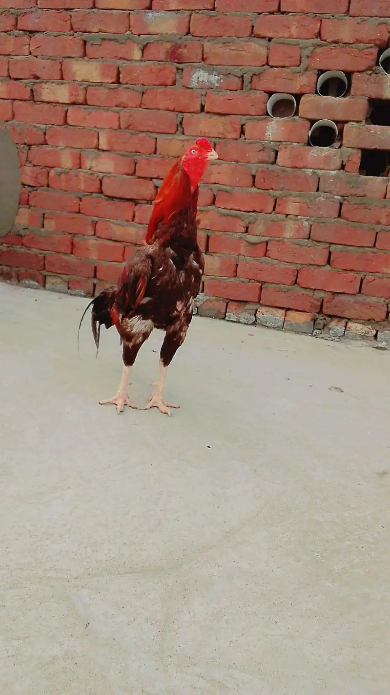 jisko Aseel murga chahie bus vahi Rabta Karen iski video bhi available — photo 2