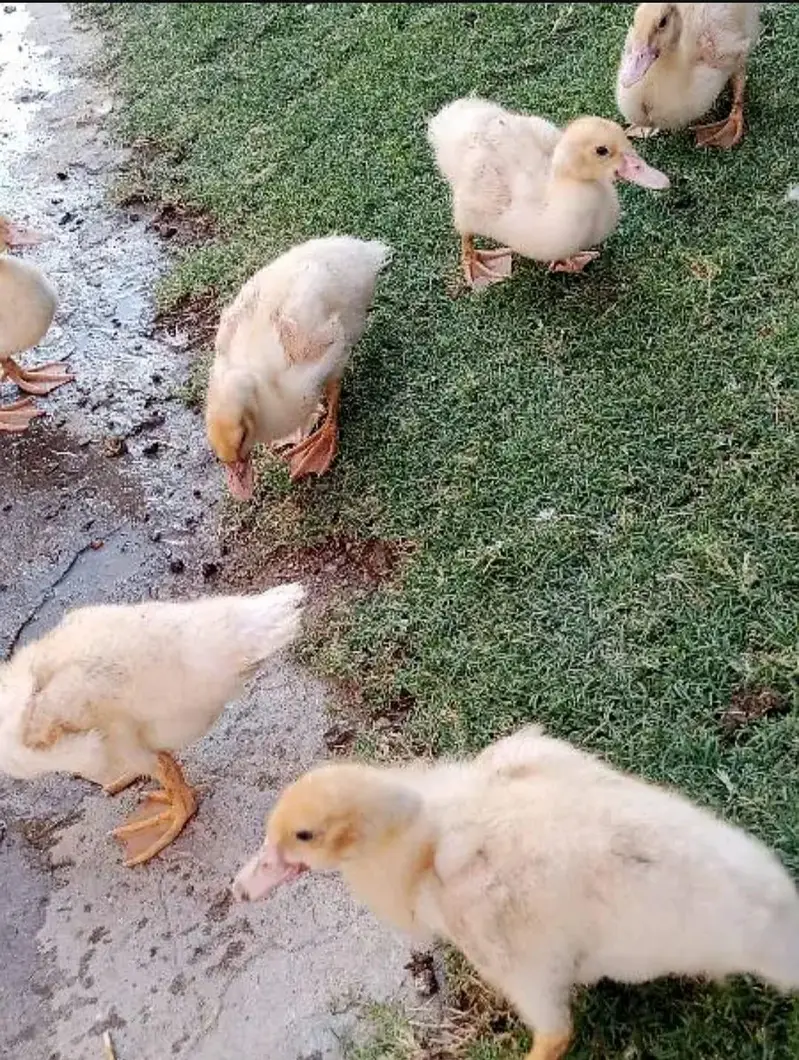 pure white muskavy ducks &chicks