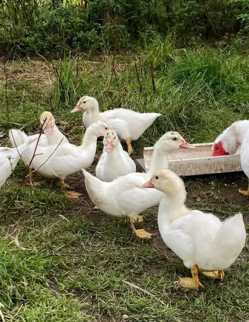 pure white muskavy ducks &chicks — photo 2