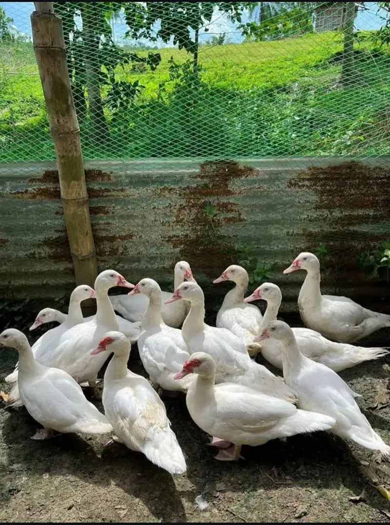 pure white muskavy ducks &chicks — photo 3