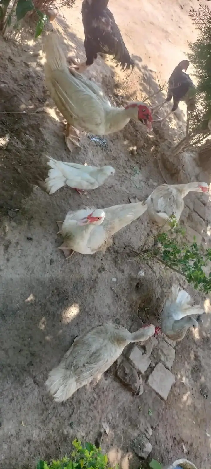 pure white muskavy ducks &chicks — photo 4