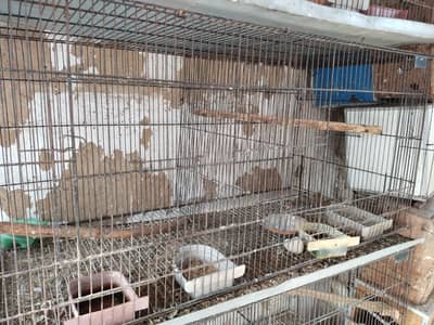 love birds cages