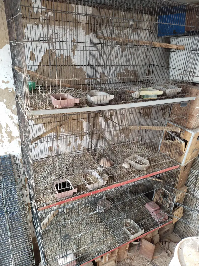 love birds cages — photo 2