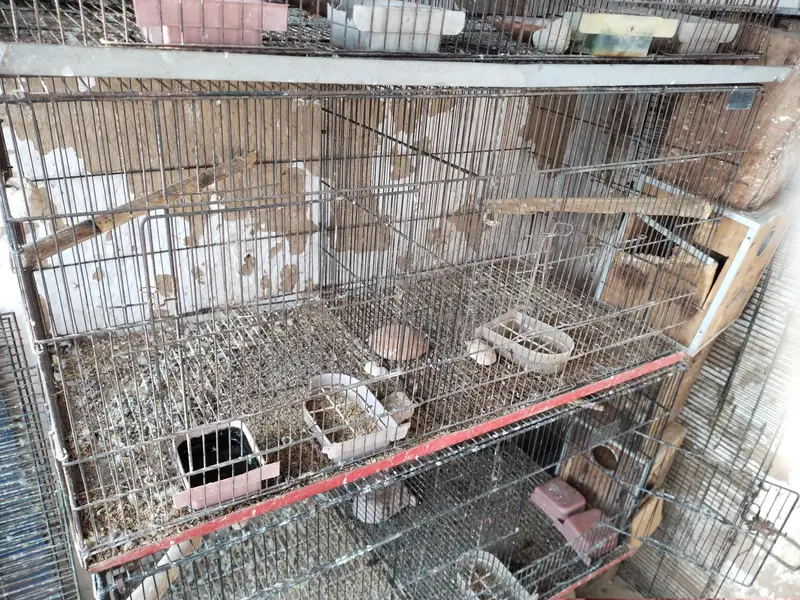 love birds cages — photo 3