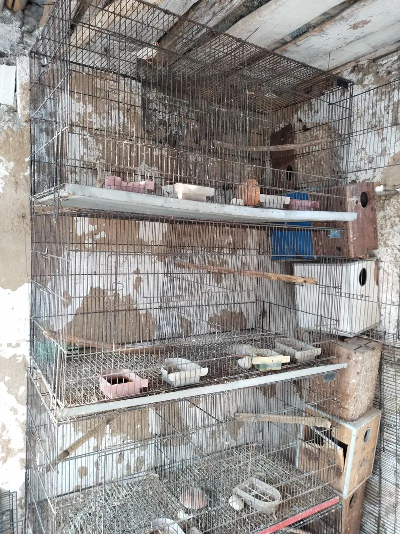 love birds cages — photo 4