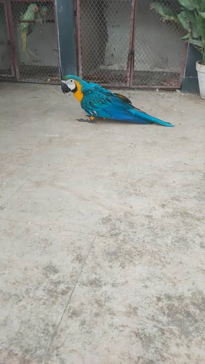 B & G macaw baby