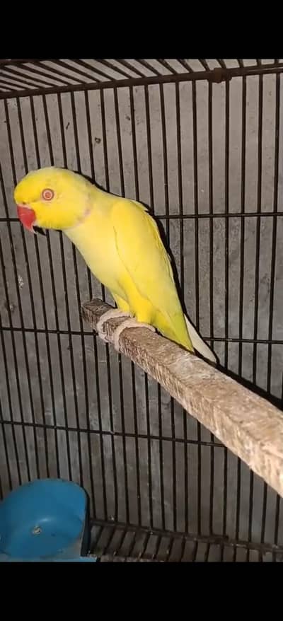 top quality Yellow ring neck male