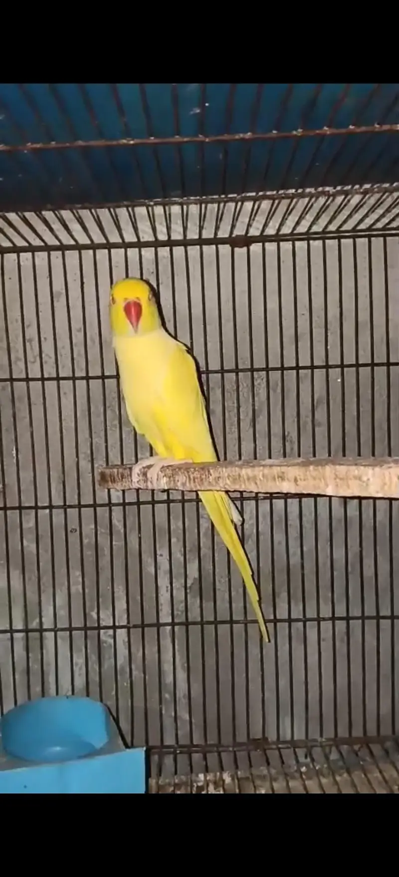 top quality Yellow ring neck male — photo 2
