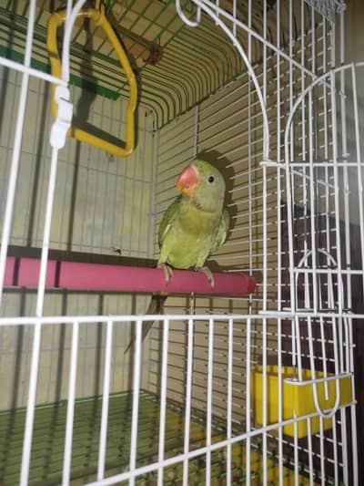 Kashmiri Rao parrot