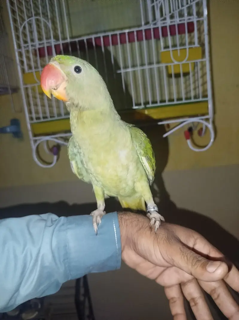 Kashmiri Rao parrot — photo 2