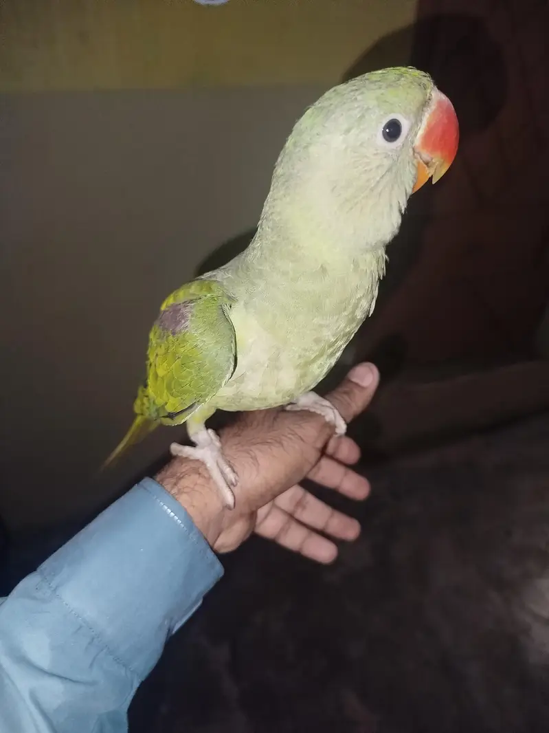 Kashmiri Rao parrot — photo 3