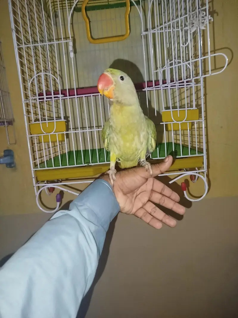 Kashmiri Rao parrot — photo 4