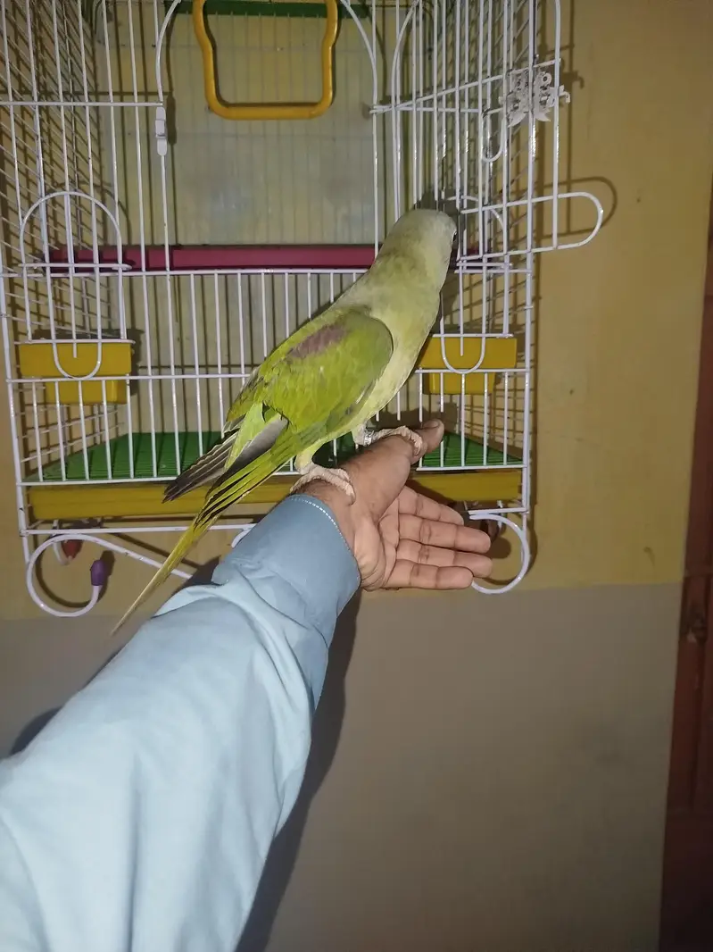 Kashmiri Rao parrot — photo 5
