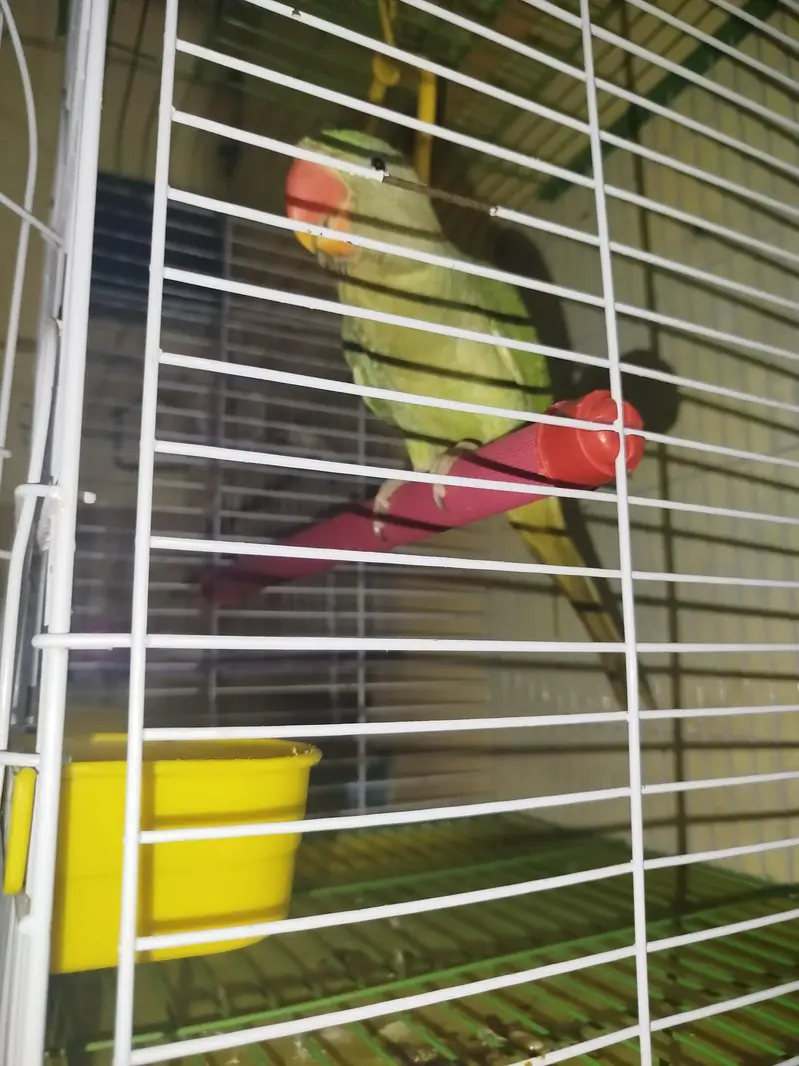 Kashmiri Rao parrot — photo 6