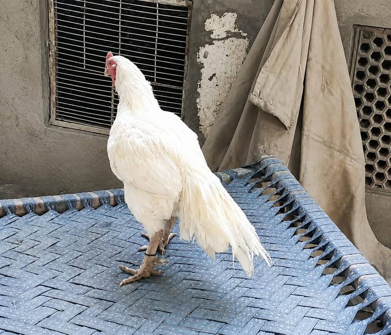 chicks available 0