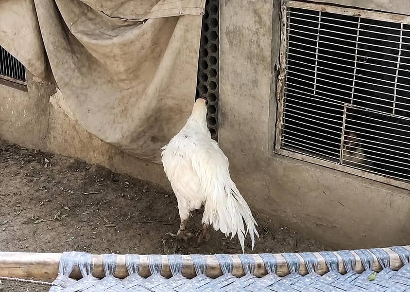 chicks available 1