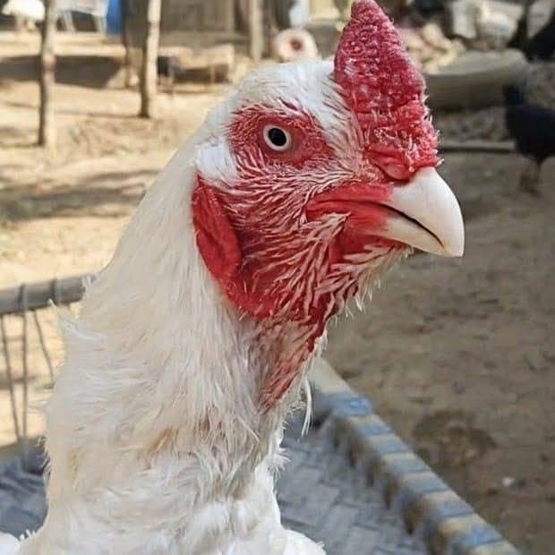 chicks available 3