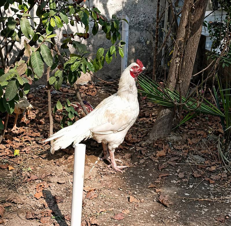 chicks available 4