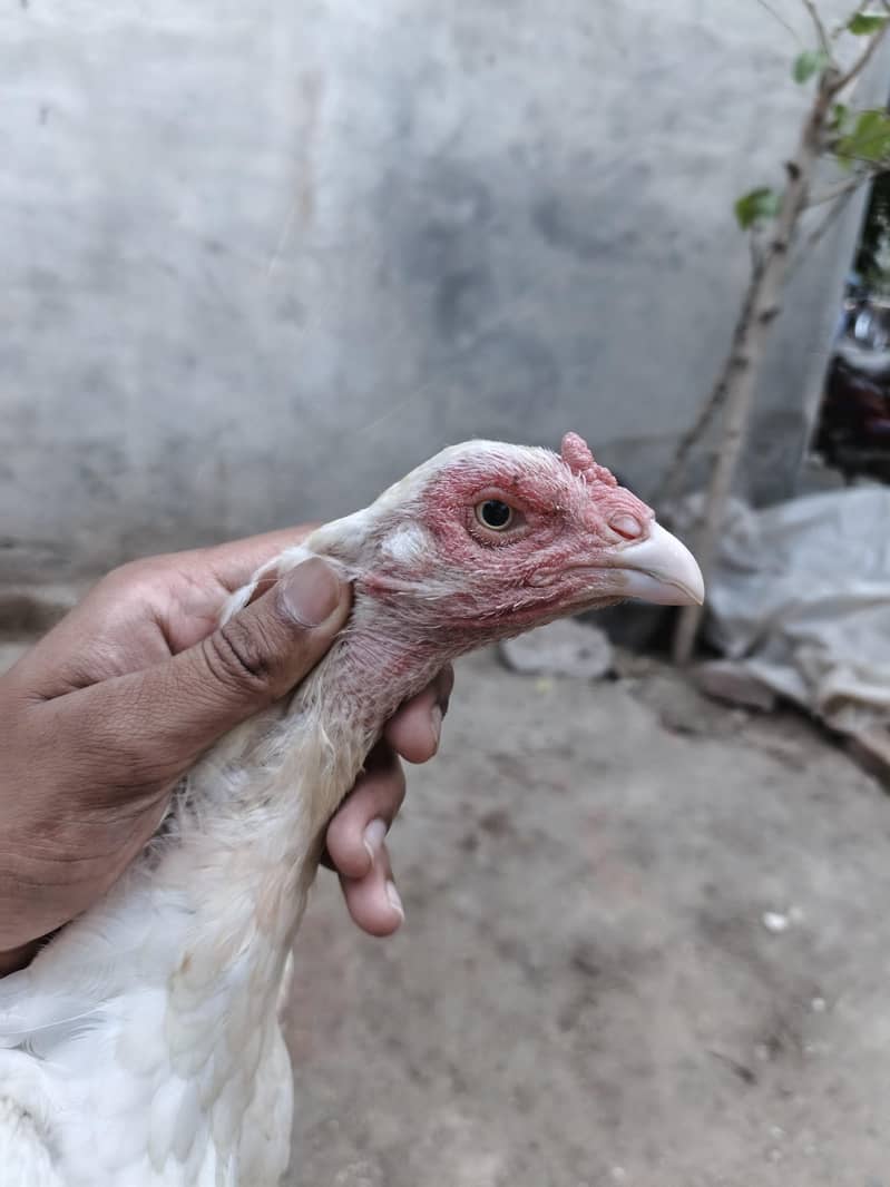chicks available 5
