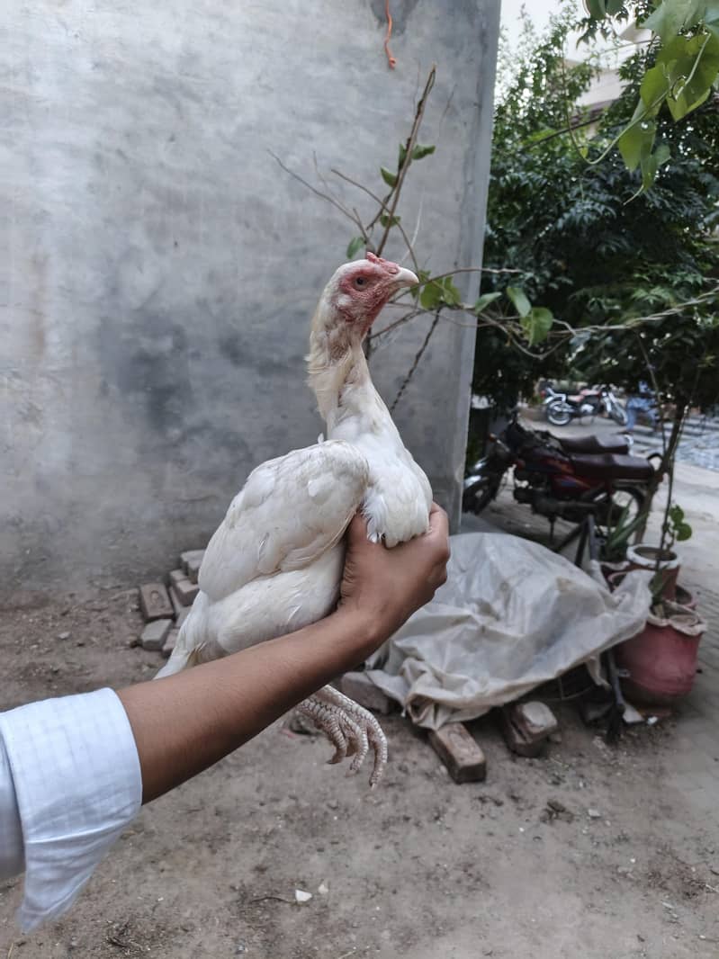 chicks available 6