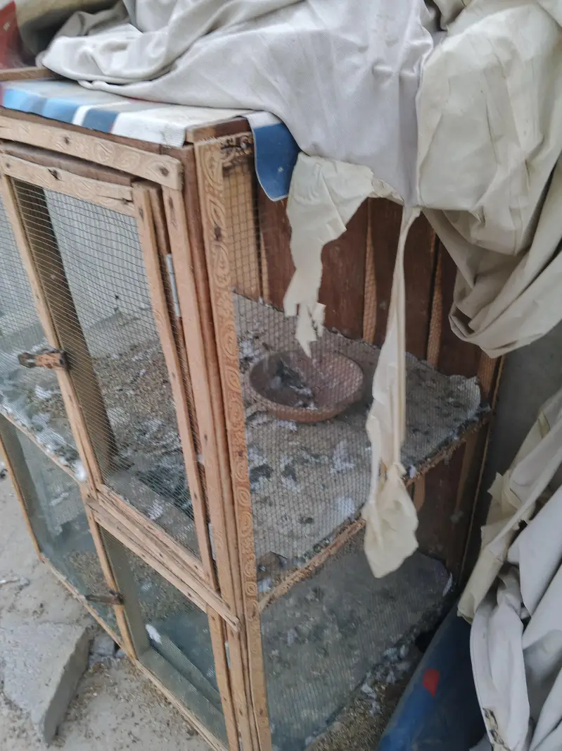 Pigeon and Hen cage — photo 4