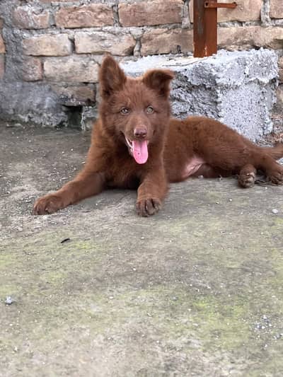 liver German shepherd dog for sale
