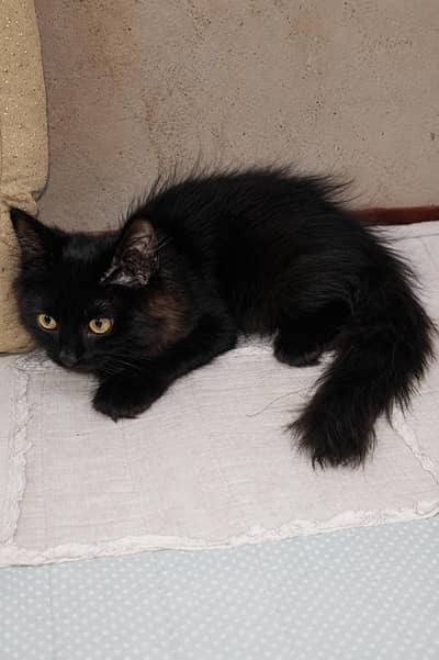 Healthy aur playful fluffy black kitten available. phone 033/624/349/74