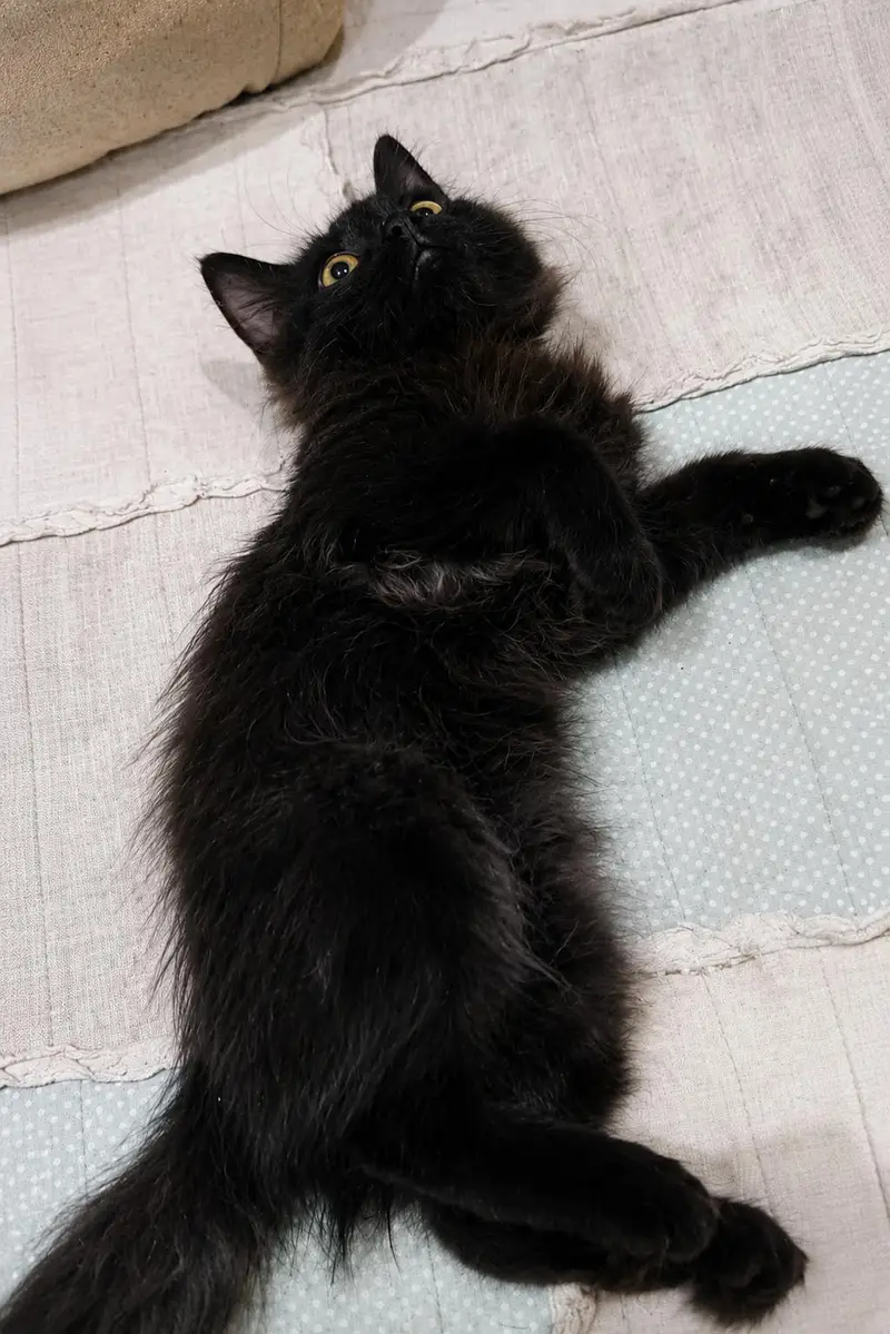 Healthy aur playful fluffy black kitten available. phone 033/624/349/74 — photo 2