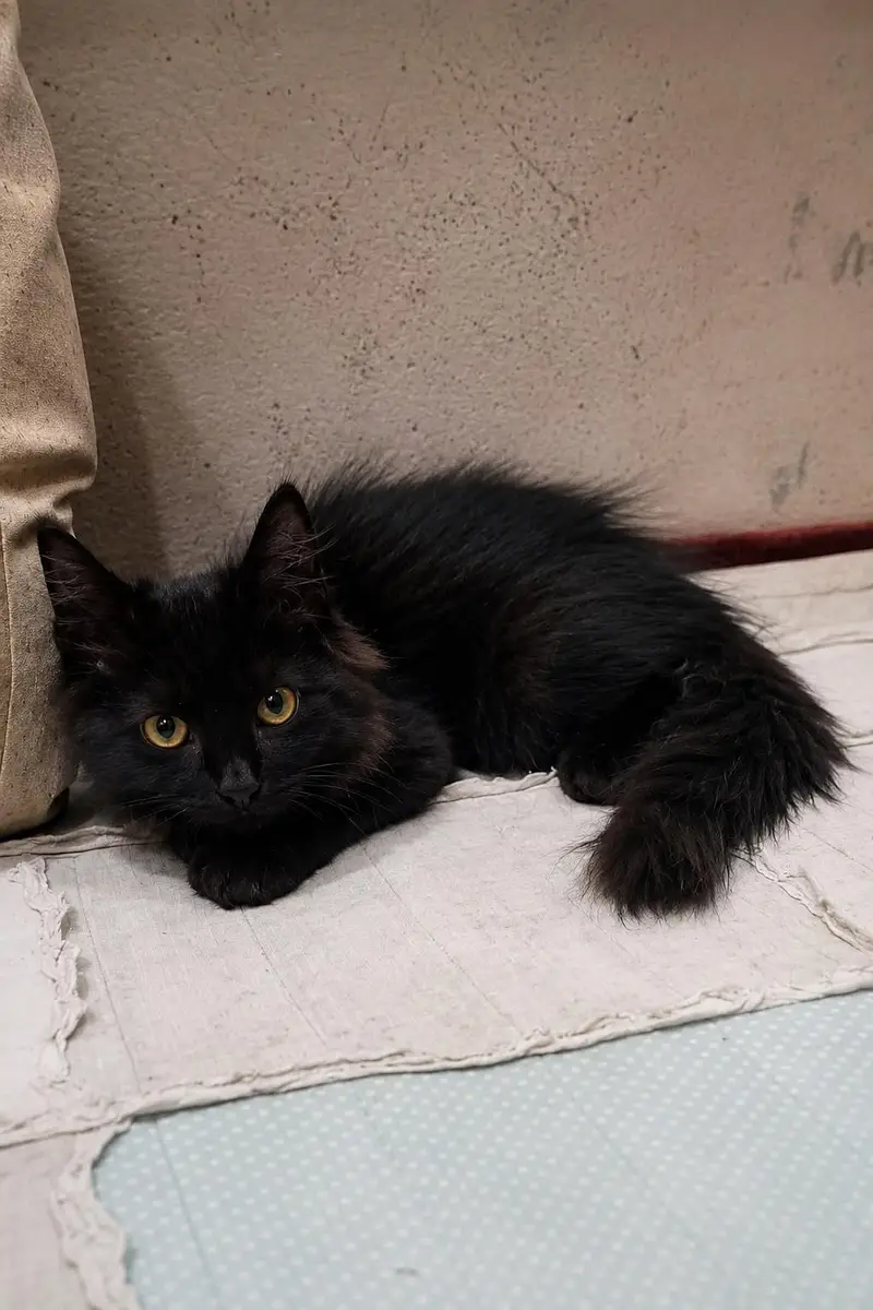 Healthy aur playful fluffy black kitten available. phone 033/624/349/74 — photo 3
