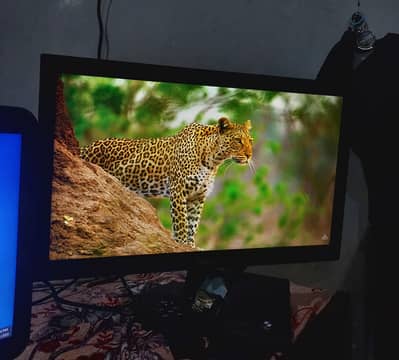 Asus 4K 60fps LED for Sale