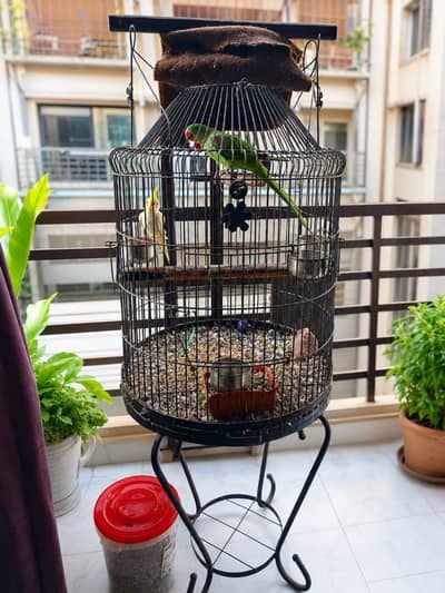 Raw Parrot Pair