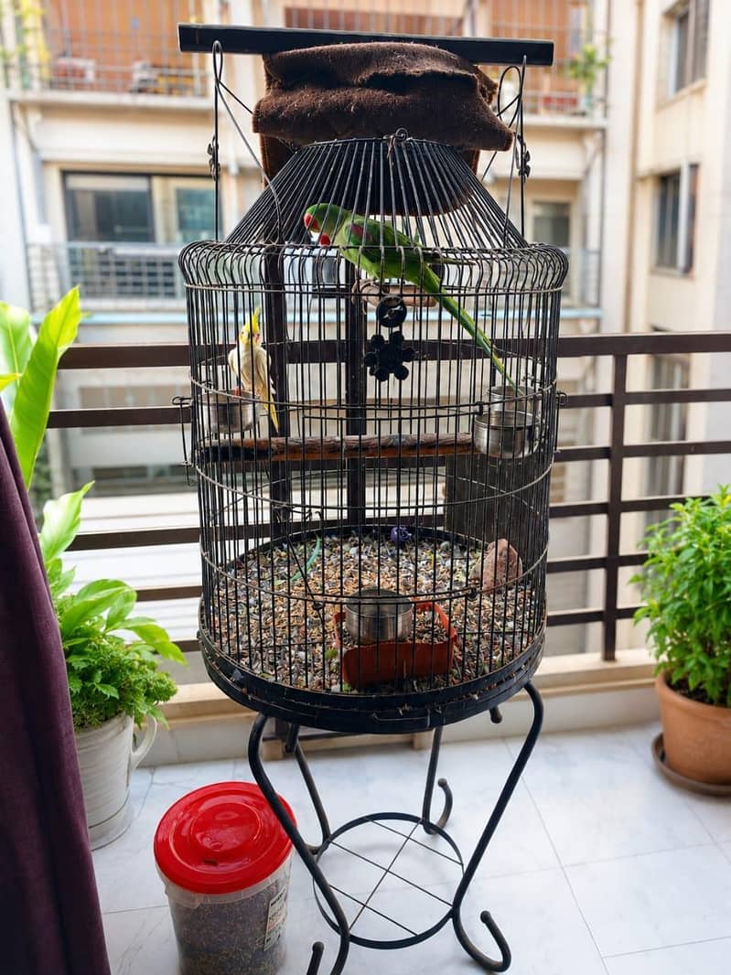 Raw Parrot Pair 0